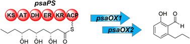 Graphical abstract: Cupin-domain containing protein is not essential for the alkyl salicylaldehyde formation in Aspergillus ustus