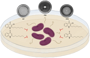 Graphical abstract: Inhibition of Acinetobacter nosocomialis twitching motility by quinolones produced by Pseudomonas aeruginosa