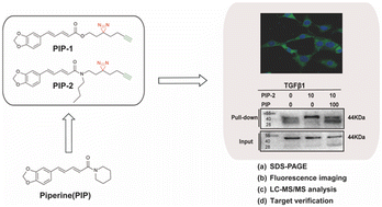 Graphical abstract: Design and synthesis of piperine-based photoaffinity probes for revealing potential targets of piperine in neurological disease