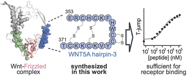 Graphical abstract: Synthesis and Frizzled-receptor binding of a WNT5A hairpin-3 peptide