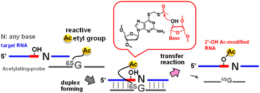 Graphical abstract: Site-specific acetyl modification of 2′-OH of RNA by an oligonucleotide acetylating reagent