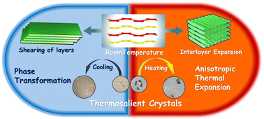 Graphical abstract: Bidirectional strain release in a thermosalient organic salt crystal induced by anisotropic thermal expansion and phase transformation