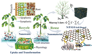 Graphical abstract: Living plant-assisted recycling of nano gold into Murray porous carbon electrode materials