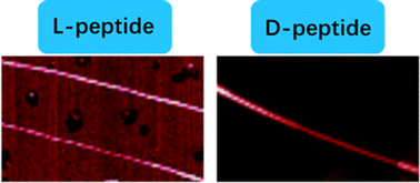 Graphical abstract: Enantiomeric peptides self-assembling into fibrils with the same handedness