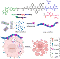 Graphical abstract: A dual-targeted trinity of antibody–peptide–drug delivery consortium to combat HER2+ tumor