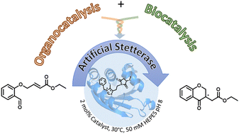 Graphical abstract: Installation of an organocatalyst into a protein scaffold creates an artificial Stetterase