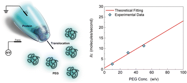 Graphical abstract: Improving macromolecule crowding configurations in nanopores for protein sensing