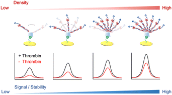 Graphical abstract: Localized high probe density greatly improves the signaling stability of supramolecular electrochemical aptamer-based (Supra-EAB) sensors