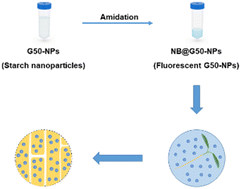 Graphical abstract: Small-sized starch nanoparticles for efficient penetration of plant cells