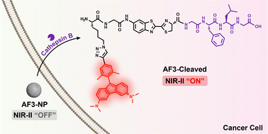 Graphical abstract: “Turn-on” NIR-II fluorescence of a dually quenched probe for sensitive imaging of cathepsin B in vivo
