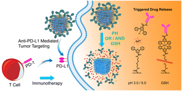Graphical abstract: Design of an anti-PD-L1-mediated MOF nanodrug delivery system using terpyridine-metal coordination for tumor theranostics
