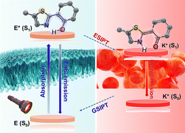 Graphical abstract: ESIPT-driven imaging: a thiazole probe for lipid droplets and plasma membranes