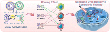 Graphical abstract: Exploring the homing effect and enhanced drug delivery potential of small extracellular vesicles