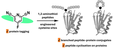 Graphical abstract: Assembling branched and macrocyclic peptides on proteins