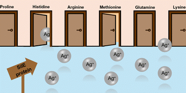 Graphical abstract: Toward predicting silver ion binding in proteins