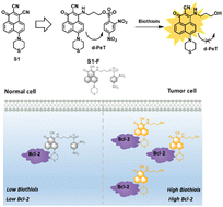 Graphical abstract: Cancer-specific dual-factor cascade recognition fluorescent probe for imaging and tumor diagnosis