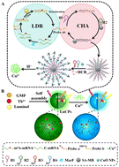 Graphical abstract: Integrating lanthanide coordination polymer ratiometric fluorescence biosensors with a concatenated DNA circuit for locus-specific N6-methyladenosine quantification