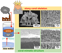 Graphical abstract: Coral-mimetic production of aragonite films from CO2 captured by biogenic polyamines
