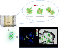 Graphical abstract: A novel technique for determining the distribution of impurities in crystals during cooling crystallization