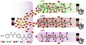 Graphical abstract: Reversible anion-dependent iodine uptake in nonporous pseudopolymorphic coordination polymers