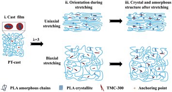 Graphical abstract: Structural evolution and mechanism of PLA/TMC-300 films under uniaxial and biaxial stretching