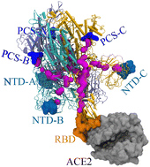 Graphical abstract: Allosteric regulation in SARS-CoV-2 spike protein