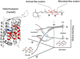 Graphical abstract: Picosecond quantum-classical dynamics reveals that the coexistence of light-induced microbial and animal chromophore rotary motion modulates the isomerization quantum yield of heliorhodopsin