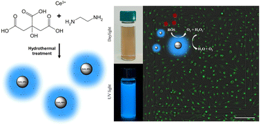 Graphical abstract: One-pot hydrothermal synthesis of fluorophore-modified cerium oxide nanoparticles