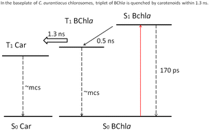 Graphical abstract: Quenching of bacteriochlorophyll a triplet state by carotenoids in the chlorosome baseplate of green bacterium Chloroflexus aurantiacus