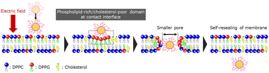 Graphical abstract: Effect of cholesterol on nanoparticle translocation across a lipid bilayer
