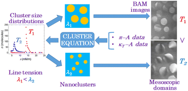 Graphical abstract: Hierarchical structure growth across different length scales in the two-phase coexistence region of myristic acid Langmuir monolayers: correlation of static and dynamic heterogeneities