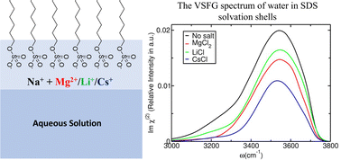 Graphical abstract: Effect of counterions on the structure and dynamics of water near a negatively charged surfactant: a theoretical vibrational sum frequency generation study