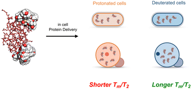 Graphical abstract: A systematic study on the effect of protonation and deuteration on electron spin Tm/T2 in a cellular context