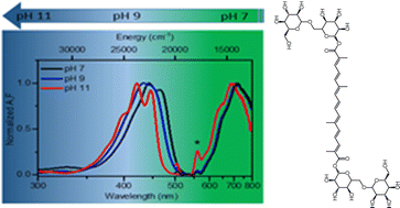 Graphical abstract: Ultrafast spectroscopy of the hydrophilic carotenoid crocin at various pH
