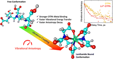 Graphical abstract: Vibrational anisotropy decay resolves rare earth binding induced conformational change in DTPA
