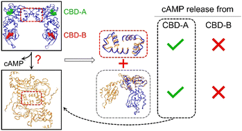 Graphical abstract: Simulations of a PKA RIα homodimer reveal cAMP-coupled conformational dynamics of each protomer and the dimer interface with functional implications