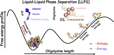 Graphical abstract: Understanding and fine tuning the propensity of ATP-driven liquid–liquid phase separation with oligolysine