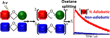 Graphical abstract: Photolytic splitting of homodimeric quinone-derived oxetanes studied by ultrafast transient absorption spectroscopy and quantum chemistry