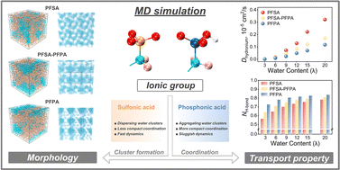 Graphical abstract: Effect of ionic groups on the morphology and transport properties in a novel perfluorinated ionomer containing sulfonic and phosphonic acid groups: a molecular dynamics study