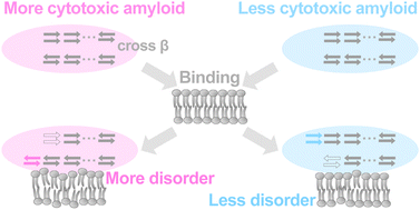 Graphical abstract: Phospholipid-induced secondary structural changes of lysozyme polymorphic amyloid fibrils studied using vacuum-ultraviolet circular dichroism