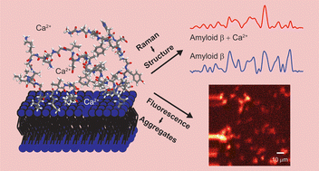 Graphical abstract: Unveiling the effect of CaCl2 on amyloid β aggregation via supercritical angle Raman and fluorescence spectroscopy and microscopy