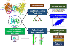 Graphical abstract: Interface design of SARS-CoV-2 symmetrical nsp7 dimer and machine learning-guided nsp7 sequence prediction reveals physicochemical properties and hotspots for nsp7 stability, adaptation, and therapeutic design
