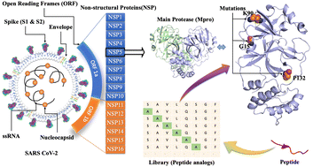 Graphical abstract: De novo design of potential peptide analogs against the main protease of Omicron variant using in silico studies