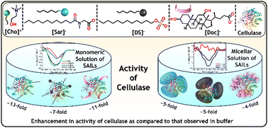 Graphical abstract: Self-assembly of choline-based surface-active ionic liquids and concentration-dependent enhancement in the enzymatic activity of cellulase in aqueous medium