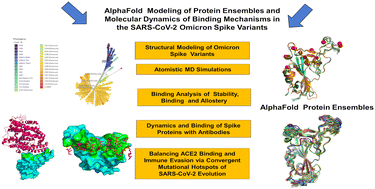 Graphical abstract: Exploring conformational landscapes and binding mechanisms of convergent evolution for the SARS-CoV-2 spike Omicron variant complexes with the ACE2 receptor using AlphaFold2-based structural ensembles and molecular dynamics simulations