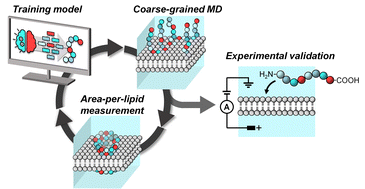 Graphical abstract: An active machine learning discovery platform for membrane-disrupting and pore-forming peptides