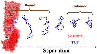 Graphical abstract: Unraveling the folding-assisted unbinding mechanism of TCF with its binding partner β-catenin