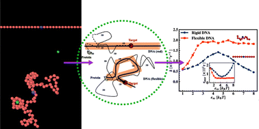 Graphical abstract: Probing the modulation in facilitated diffusion guided by DNA–protein interactions in target search processes