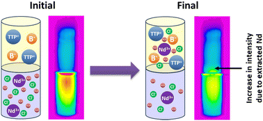 Graphical abstract: Magnetic resonance imaging: an innovative approach to observe rare metal extraction using ionic liquid