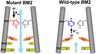 Graphical abstract: Structure and dynamics of the proton-selective histidine and the gating tryptophan in an inward rectifying hybrid influenza B and A virus M2 proton channel